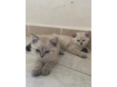 3 aylık british shorthair yavrularımız