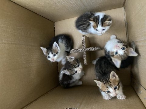 45 günlük yavru kedilerimiz