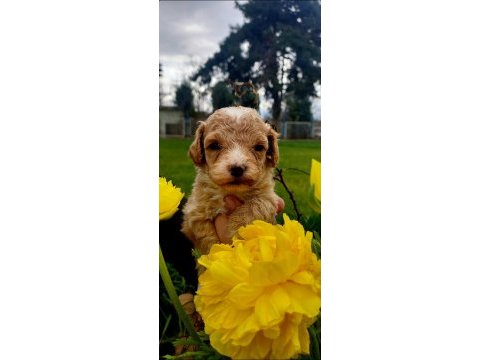 Maltipoo yavruları