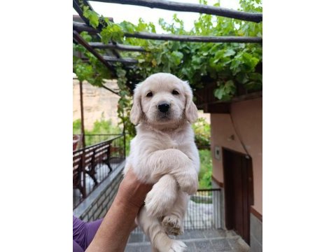 Golden retriever yavrularımız baby face ırk garantili