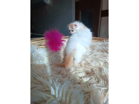 Show kalite iran persian kedisi