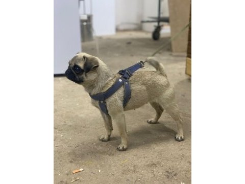 2 yaşında dönemi yakın pug