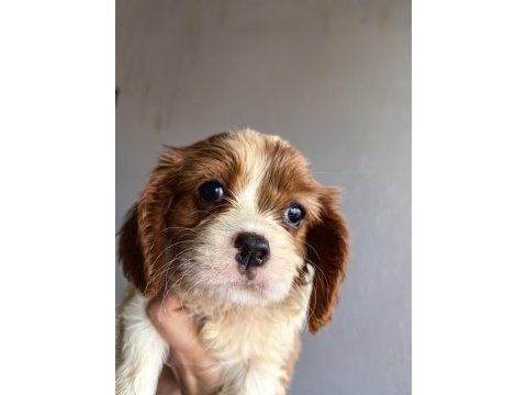 Ev ortamından sağlık ırk garantili cavalier king charles