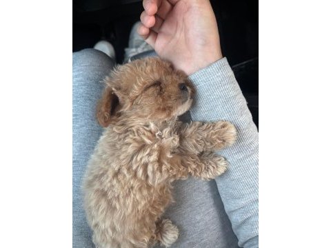 Tuvalet eğitimli aşıları tam maltipoo