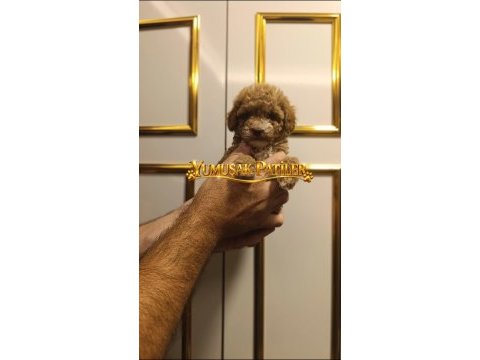 Toy poodle dişi ve erkek