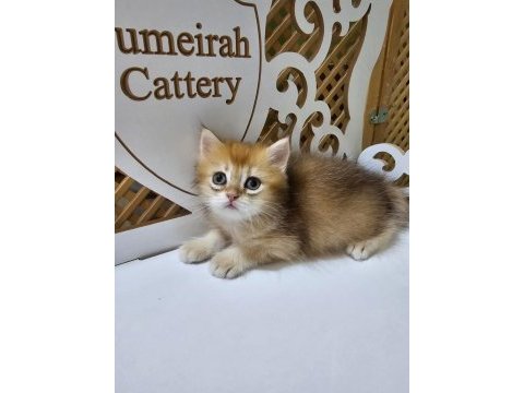 2 aylık british longhair yavrularımız