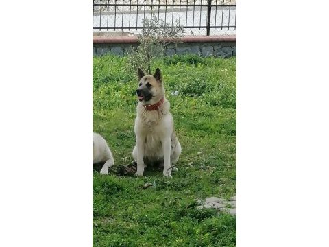 Amerikan akita sahibinin vefatı nedeniyle yeni yuva