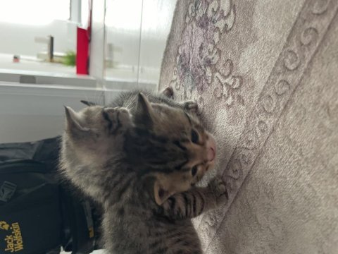 British shorthair annemizin yavruları oldu erkek-dişi