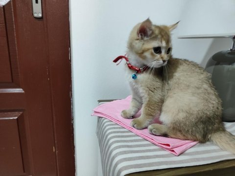 Tamamen sağlıklı 2 güzel scottish fold