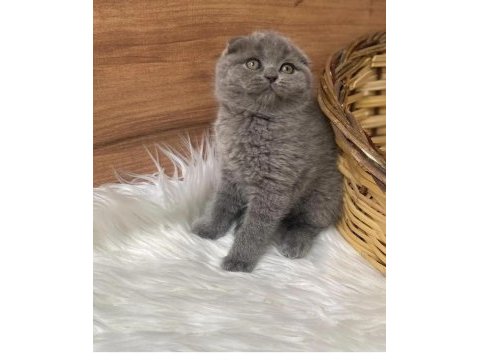 British shorthair ve scottish fold kedilerimiz