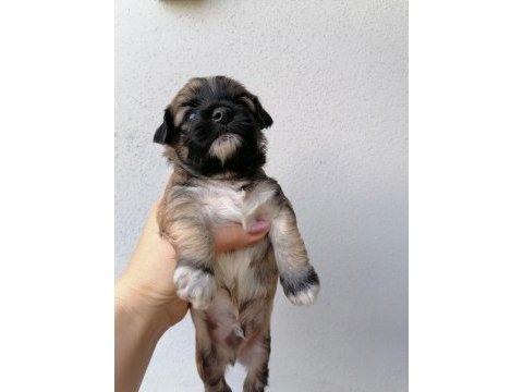 Çok sevimli mınnaklar maltipoo
