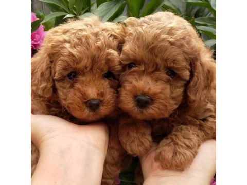 Toy poodle yavruları