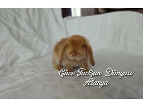 Cüce lop / minyatür lop cüce tavşan çiftliği alanya