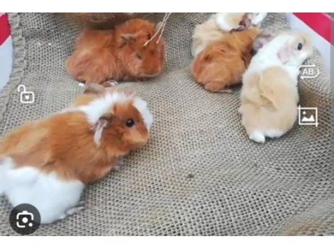 1 haftalık ginepig yavrular