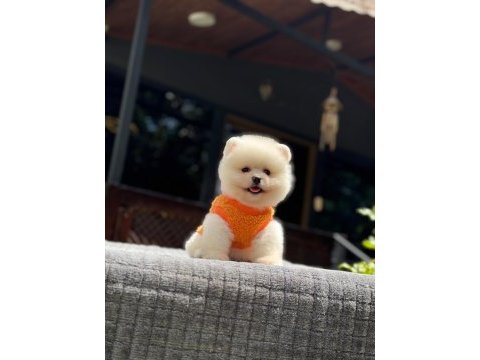 Pomeranian boo yavrusu