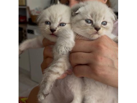 Scottish fold kedisi