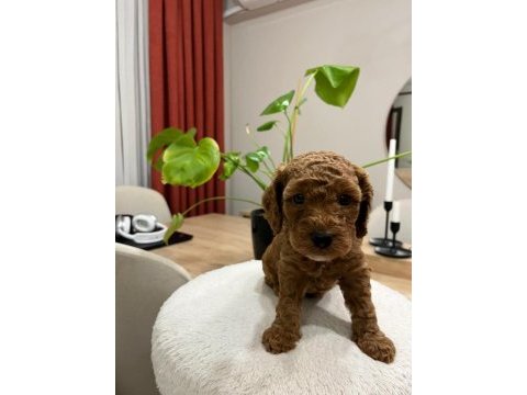 Red brown toy poodle yavru bebekler (2 mayıs doğumlu)