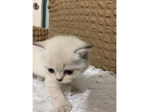 Mavi gözlü yavru scottish fold