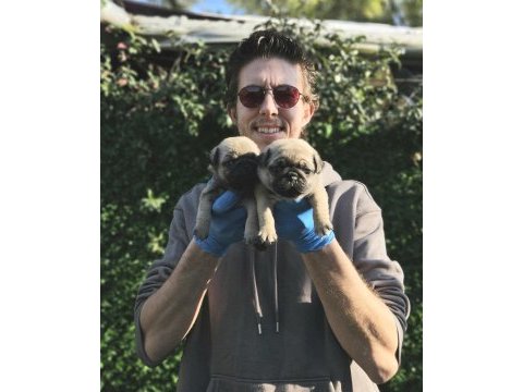 Gül kuyruk pug mobs yavrularımız