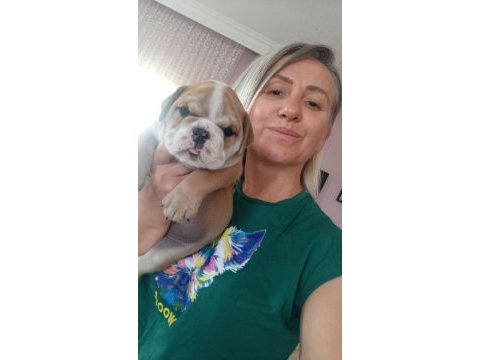 Sevimli yaramazlar ingiliz bulldog bebeklerimiz