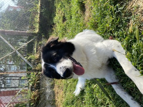 Oyun ve sevgi delisi köpeğimiz mays
