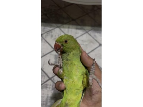 2 aylık bebek pakistan evcil
