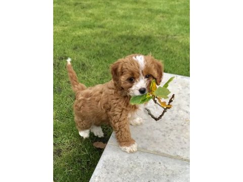 Mini boy maltipoo yavrularımız