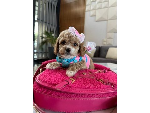 Çok uygun toy poodle acil ilk gelen alır