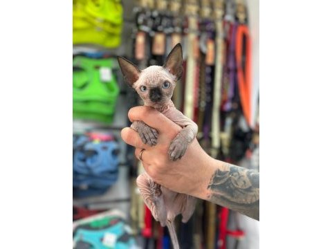 En saf en tüysüz en sağlıklı sphynx yavrular