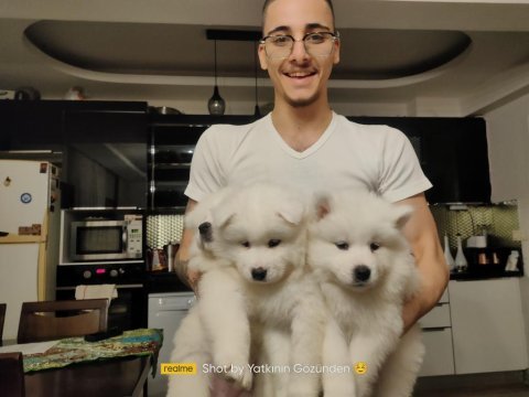 25 ocak doğumlu safkan samoyed (çiftlik üretimi değiller)