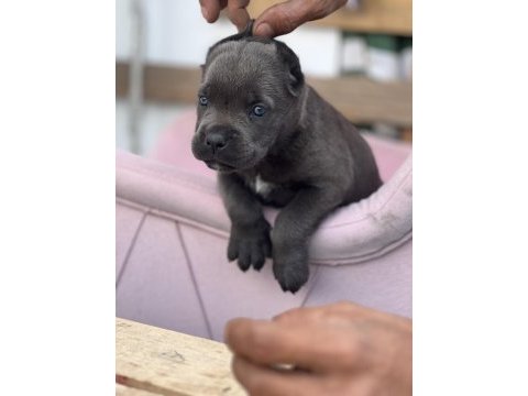 Cane corso yavrular