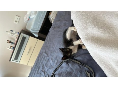 Minik oreo tekir