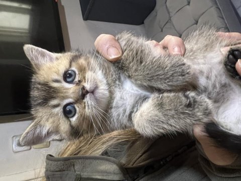 British shorthair yavrularımız ailelerini beklemektedir