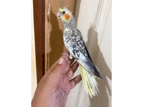 44 günlük kusursuz sulyan papağanı bebek