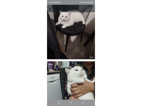 British shorthair sıcak bir yuva aranıyor ücretsiz