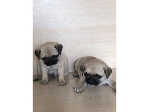 Muhteşem pug bebekler