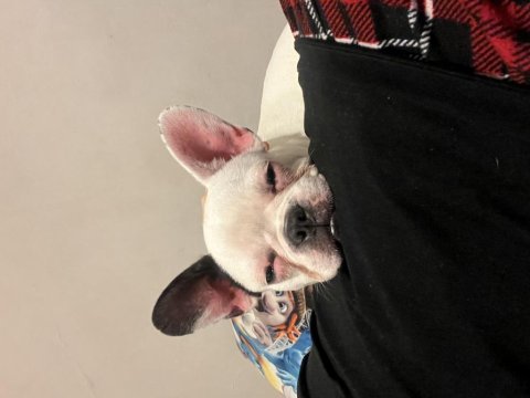French bulldog aşıları tam kısırlaştırıldı