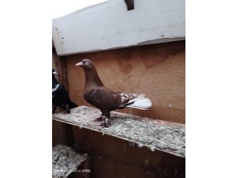 Oynak satılık saya güvercin var