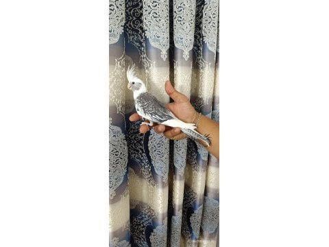 65 günlük yavru ev üretimi wf pearl ele alışkın sultan