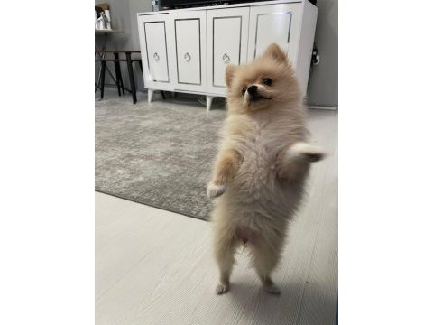 Dişi pomeranian boo köpeği