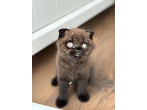 Scottish fold kedisi