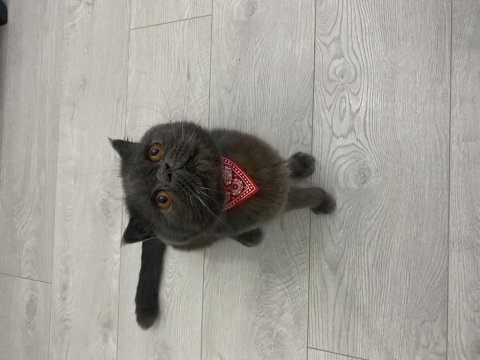 Sahiplendirme scottish fold kedimiz