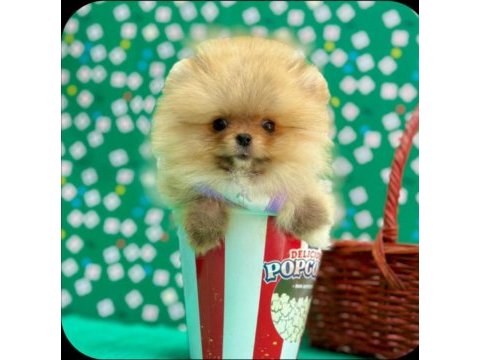 Safkan pomeranian bol yavrular