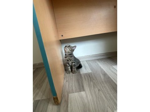 Ücretli sahiplendirme british shorthair
