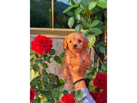 Üst kalite maltipoo bebeklerimiz