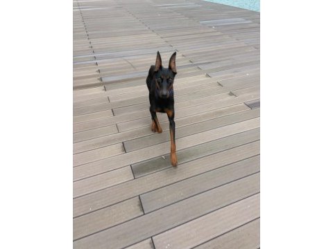 12 aylık dişi doberman