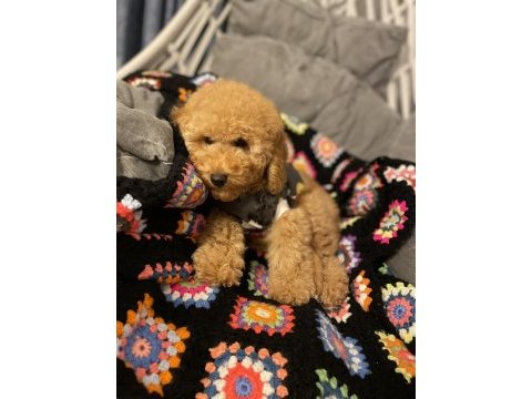 Aşılı micro çipli poodle erkek yavrumuz