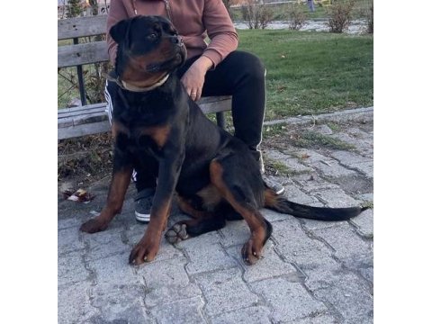 Daha iyisi yok a secereli uygun rottweiler