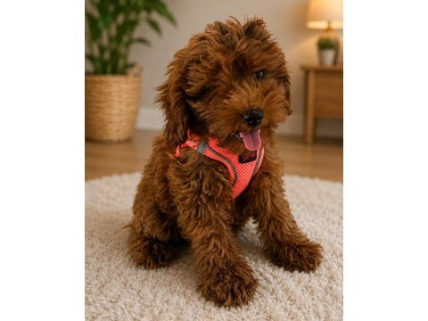 Poodle dişi yavru
