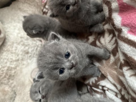 Yavrular 45 günlük kırık kulak scottish fold